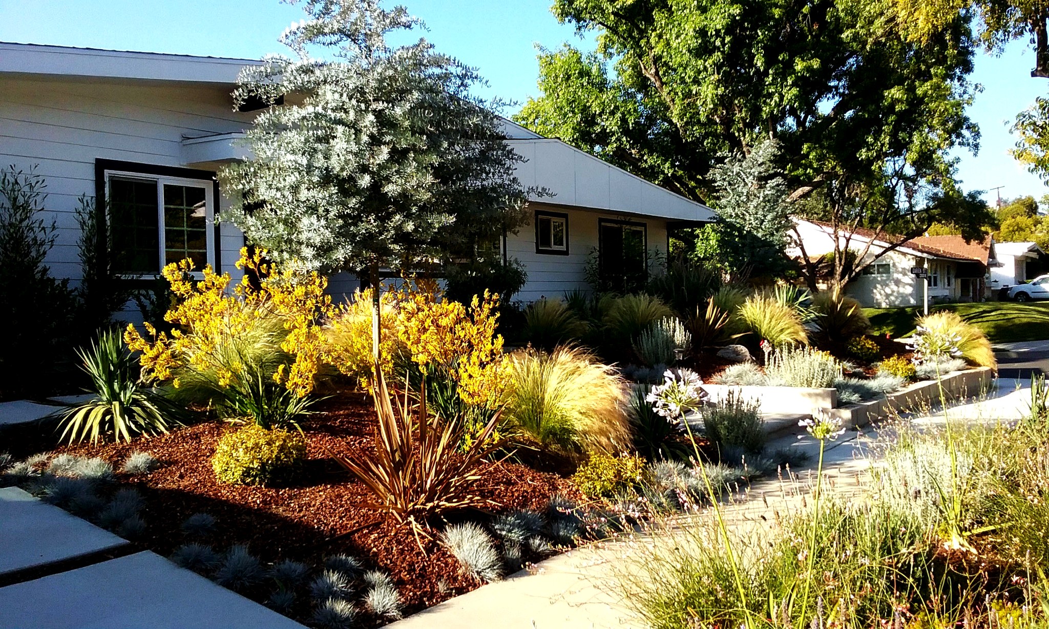 Waterwise front yard landscape with ornamental grasses, flowering plants and layered foliage