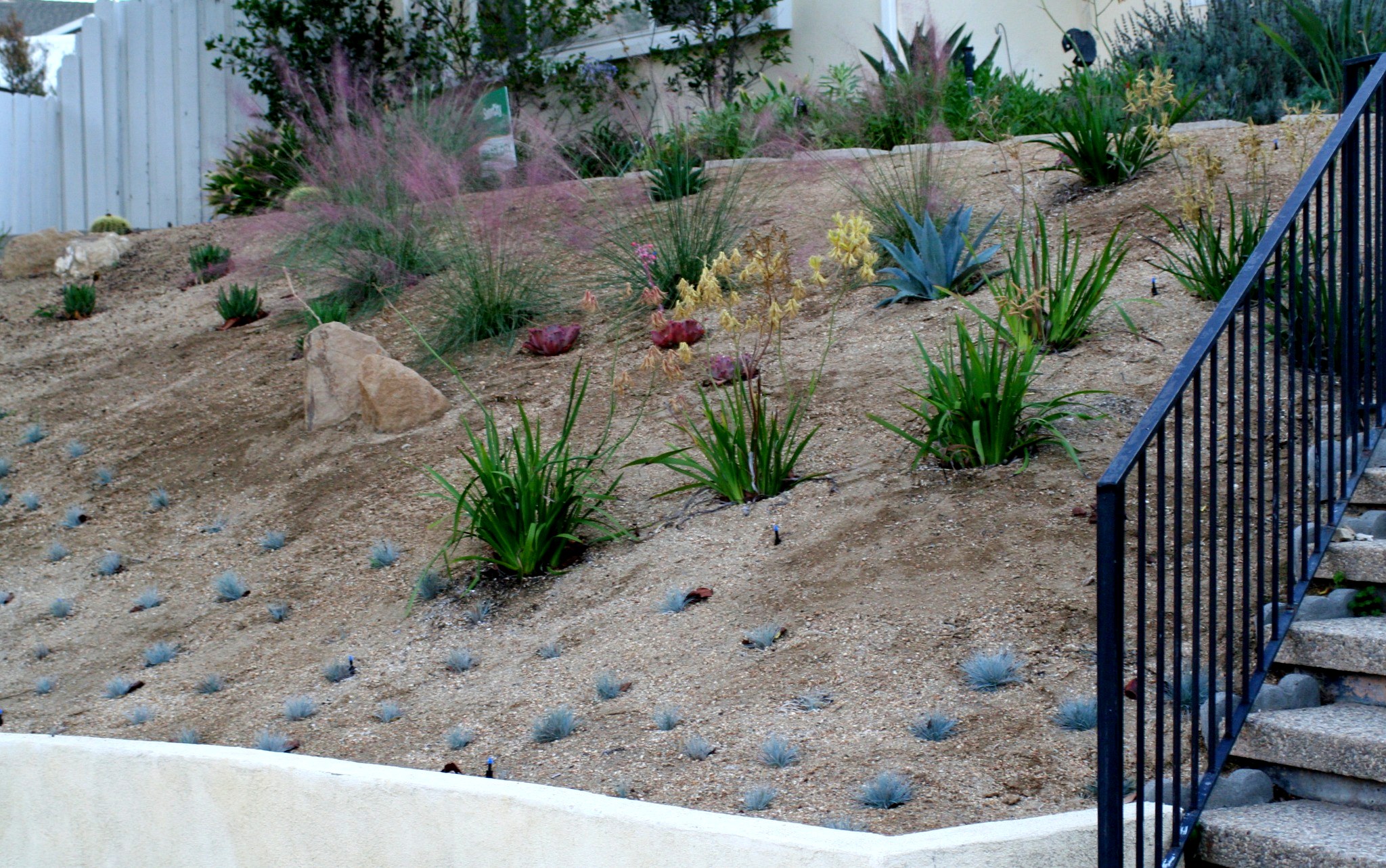 Waterwise hillside garden with ornamental grasses, succulents and drought-tolerant planting